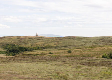 Darwen tower in the distance on Darwen Moor.