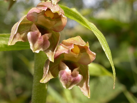 Broad-leaved helleborine by Philip Precey