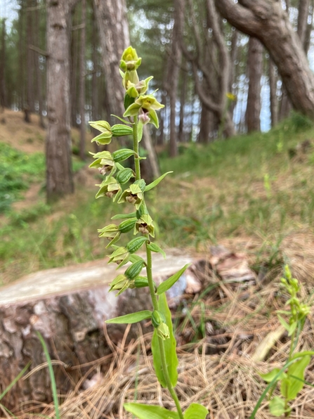 A dune helleborine by N. Hunt 
