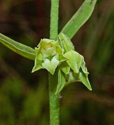Green flowered helleborine by Phil Smith
