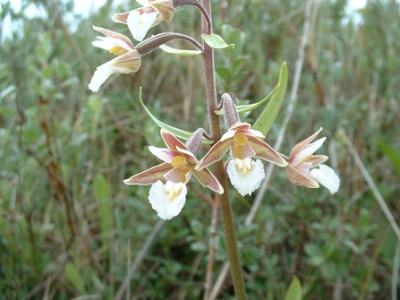 Marsh Helleborine by Neil Wyatt