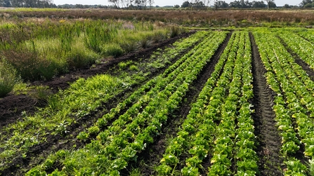 Lettuce crop at the Rindle wetter farming trial