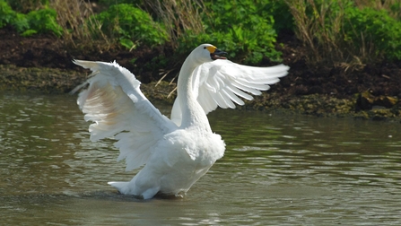 Bewick's swan by Gillian Day
