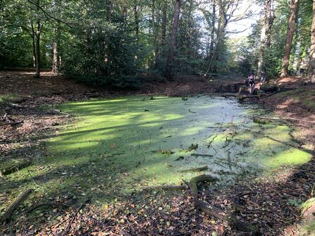 Photo of a pond covered in duckweed