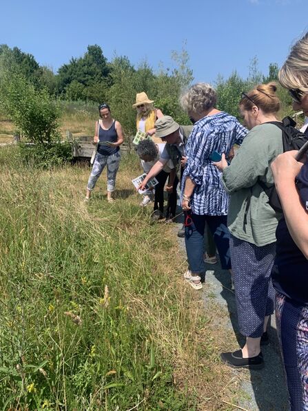 A sunny wildflower walk