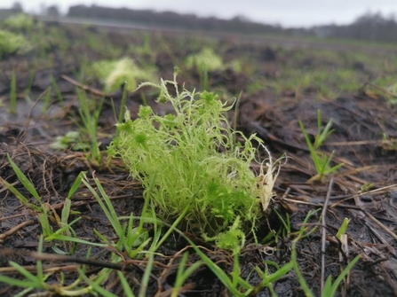 Green sphagnum moss plug plant