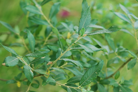 Grey willow branch with long slender dark green leaves