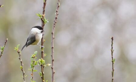 Willow tit