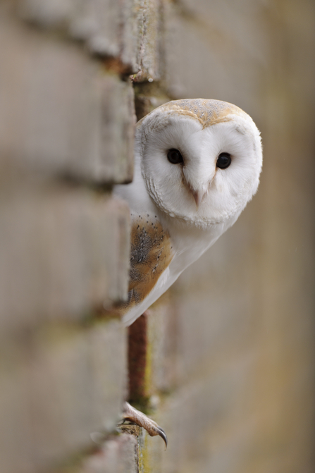 Barn owl