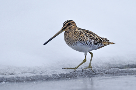 A common snipe. Credit Andy Rouse