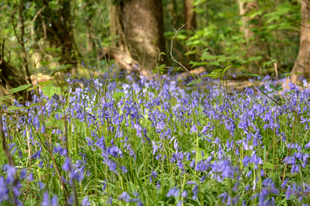 A carpet of bluebells in a spring woodland