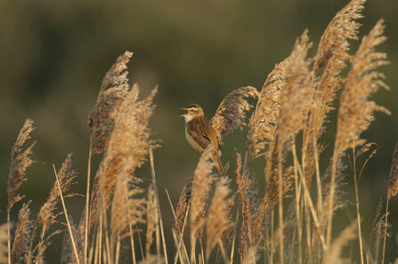 Bird in reeds