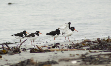 Oystercatchers on the shoreline. Credit Barrie Williams 