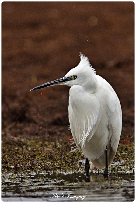 Egret by Ilse's Imagery