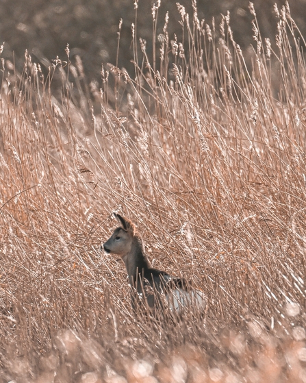Roe Deer at Lunt Meadows. Credit Richard Plimley