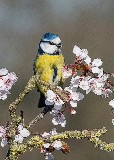 Blue Tit and blossom at Brockholes 