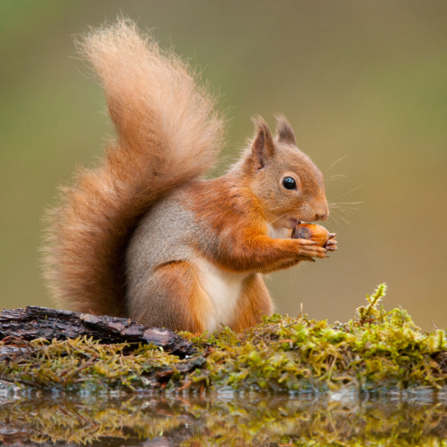 red squirrel eating a nut on a log