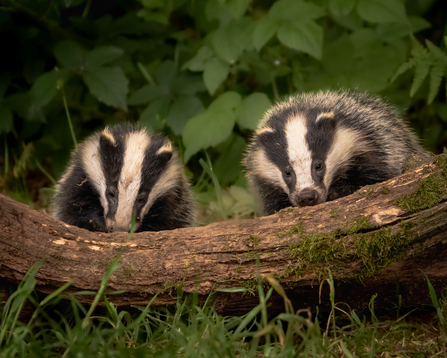 Two badgers Credit Paul Browning