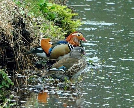 Two mandarin ducks Credit Simon Middleton - Southwest Lancashire Nature Notes
