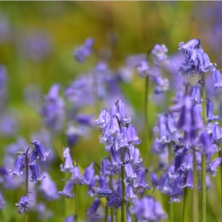 Beautiful bluebells. Credit Laura Cronin