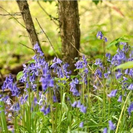 Bluebells at Boilton Wood. Credit Laura Cronin
