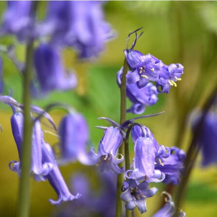 Brockholes bluebells Credit Laura Cronin