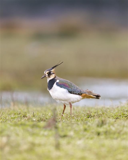 Lapwing Credit A.J Critch Wildlife