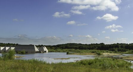 Brockholes Nature Reserve, seen from across the lake. In the foreground are grasses and rushes