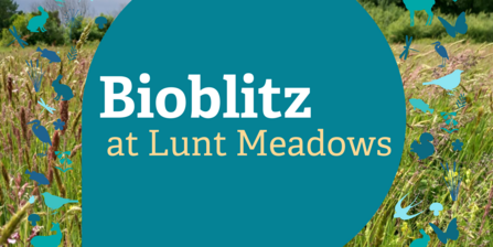 text says bioblitz at lunt meadows on a background of grass