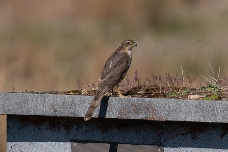 A sparrowhawk at Brockholes. Credit InfocusOptics