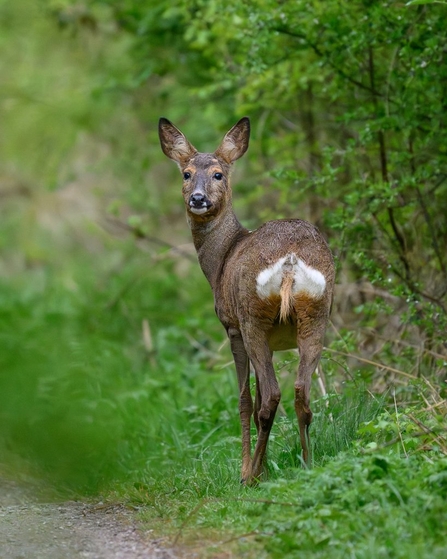 Roe deer at Brockholes Credit Steve Liptrot Photography