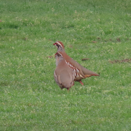 Two grey partridge credit K D Bradshaw