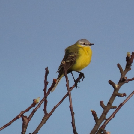 Yellow wagtail on Chat Moss. Credit K D Bradshaw
