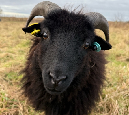 Black sheep