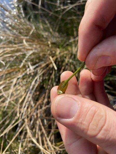 Great crested newt egg at Cutacre