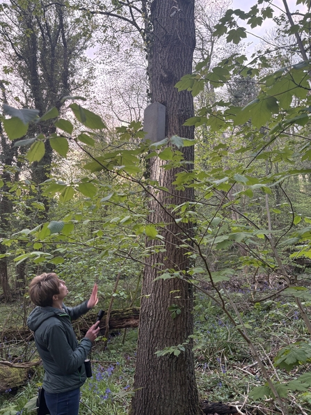 Lorna Bennett looking up a tree into a bat box, checking for signs of roosting