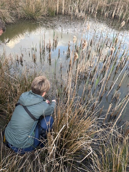 Lorna Bennett, Reserve Officer at Brockholes, crouched over a pond looking for great crested newts