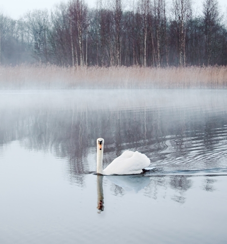 Swan at Brockholes 