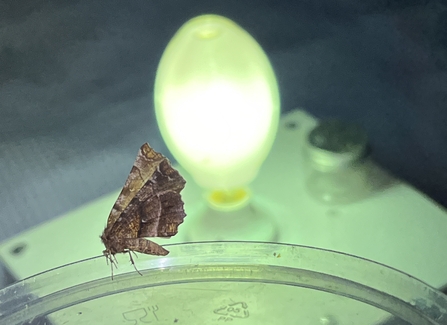 Brown and black moth next to a light source