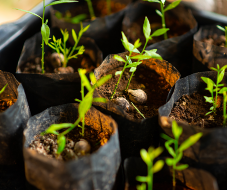 Peat free planting