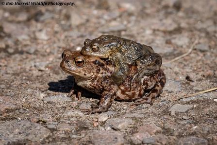 Two mating common toads at Lunt Meadows Credit Bob Hurrell 