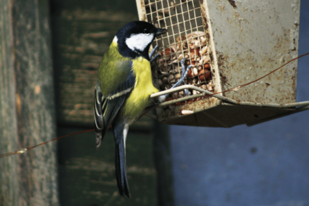 A great tit perched on a metal seed feeder, pecking at mixed seeds in a shaded garden.