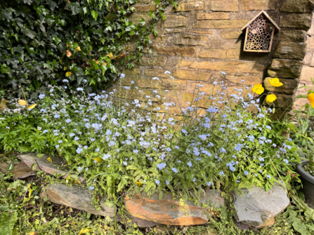 A wooden bug hotel mounted on a garden wall above a dense patch of forget-me-nots and yellow poppies.
