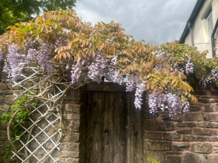 Wisteria flowers cascading over a trellis and garden gate in a stone-walled garden.