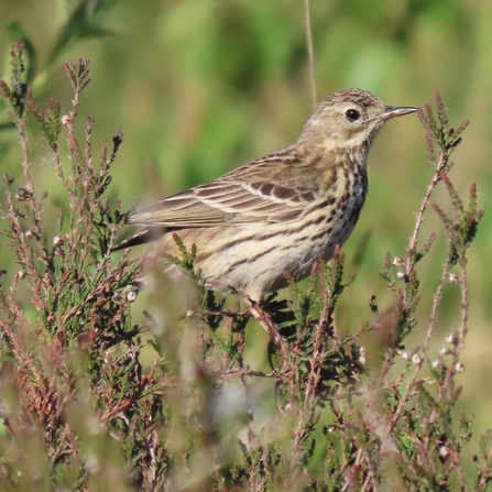 Meadow Pipit at Chat Moss by K D Bradshaw