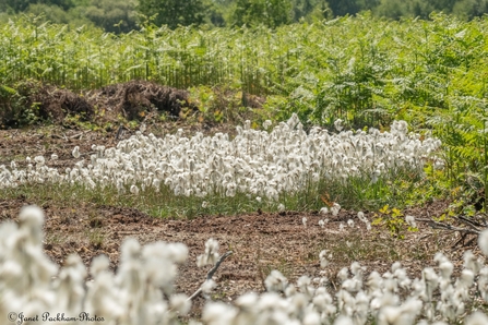 Cotton Grass on Heysham Moss by Janet Packham