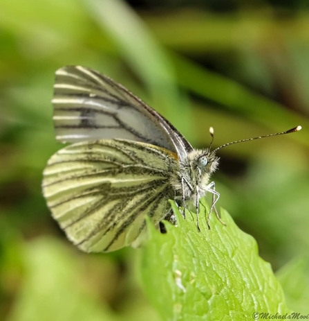 Green veined butterfly by Michaela