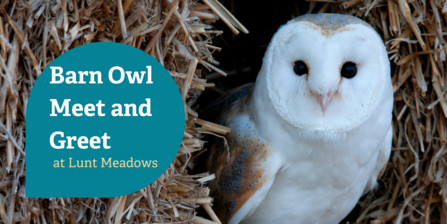 Text says Barn Owl Meet and Greet at Lunt Meadows with a barn owl looking at the camera