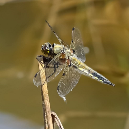 Michaela's photo of a four-spotted chaser