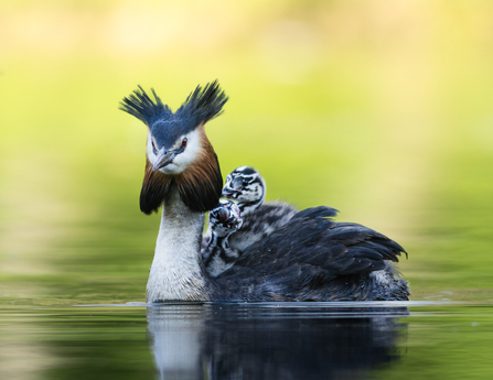 Grebe and Chicks, Brockholes 